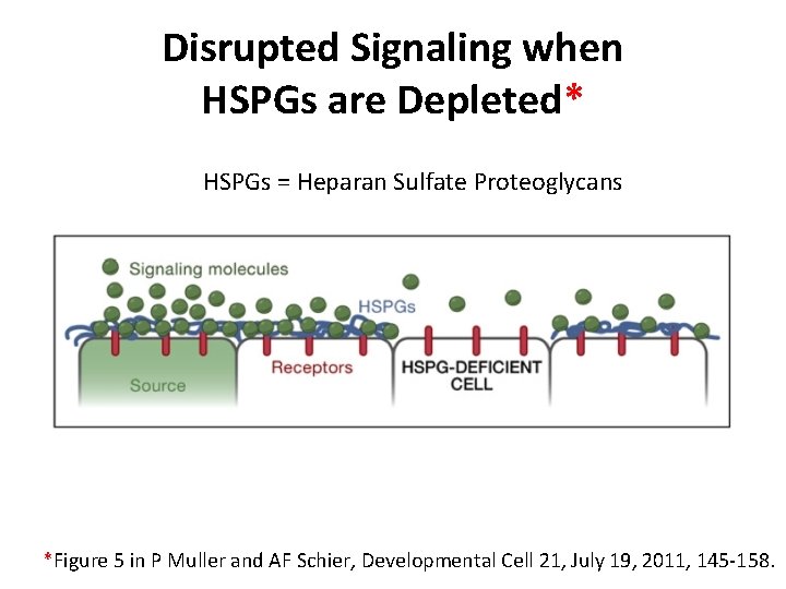 Disrupted Signaling when HSPGs are Depleted* HSPGs = Heparan Sulfate Proteoglycans *Figure 5 in