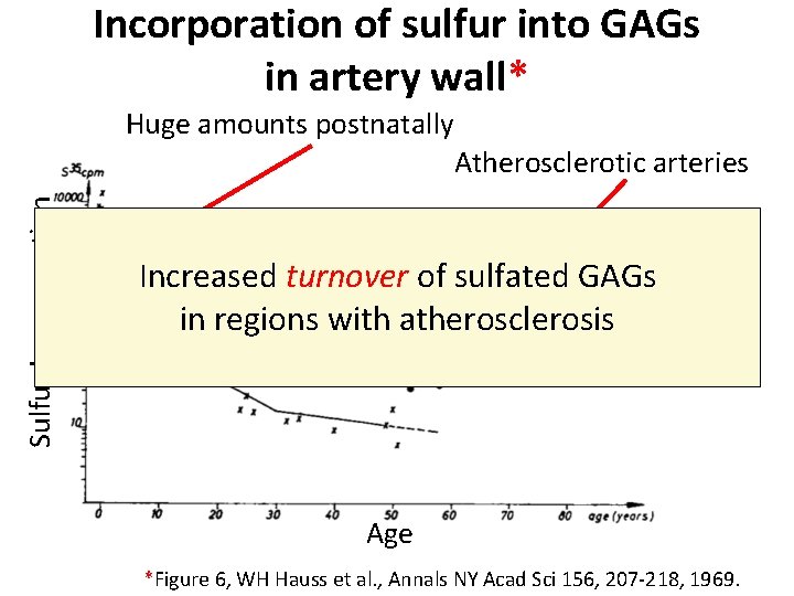 Incorporation of sulfur into GAGs in artery wall* Huge amounts postnatally Sulfur Incorporation Atherosclerotic