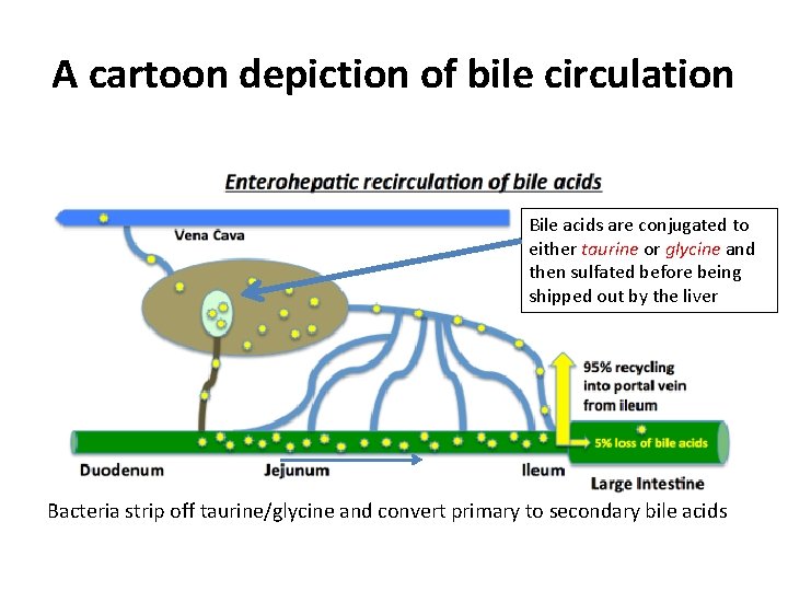 A cartoon depiction of bile circulation Bile acids are conjugated to either taurine or