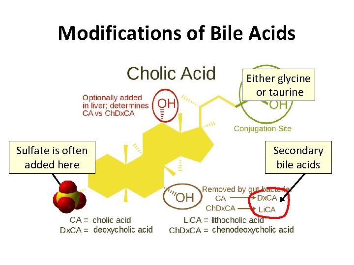 Modifications of Bile Acids Either glycine or taurine Sulfate is often added here Secondary