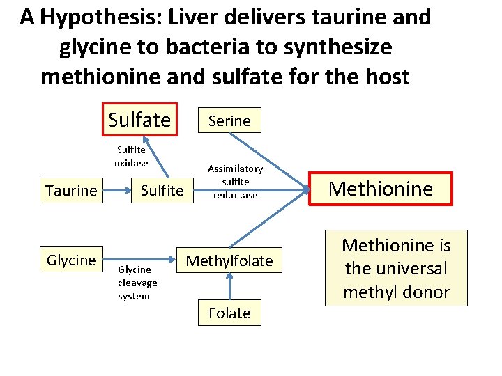 A Hypothesis: Liver delivers taurine and glycine to bacteria to synthesize methionine and sulfate