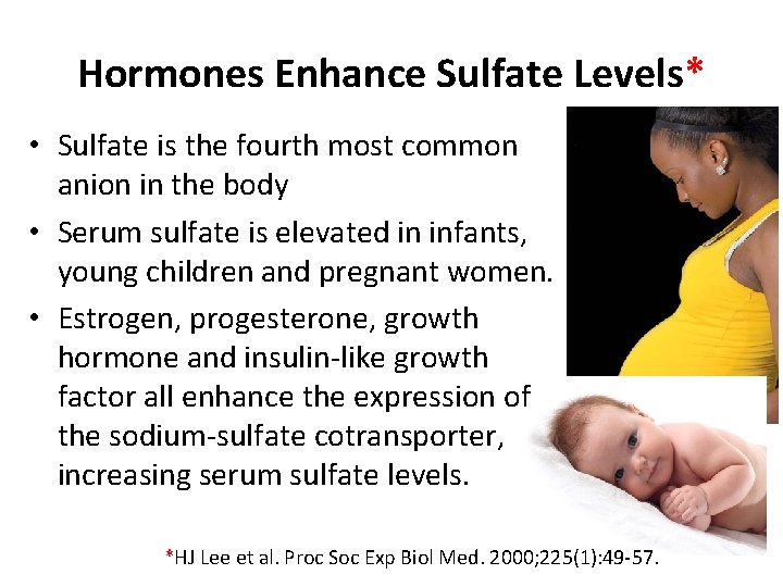Hormones Enhance Sulfate Levels* • Sulfate is the fourth most common anion in the