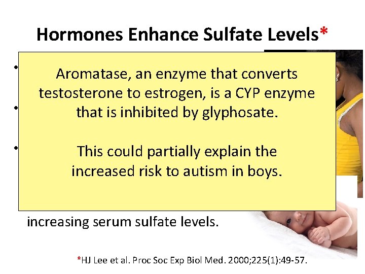 Hormones Enhance Sulfate Levels* • Sulfate is the fourth common Aromatase, an most enzyme