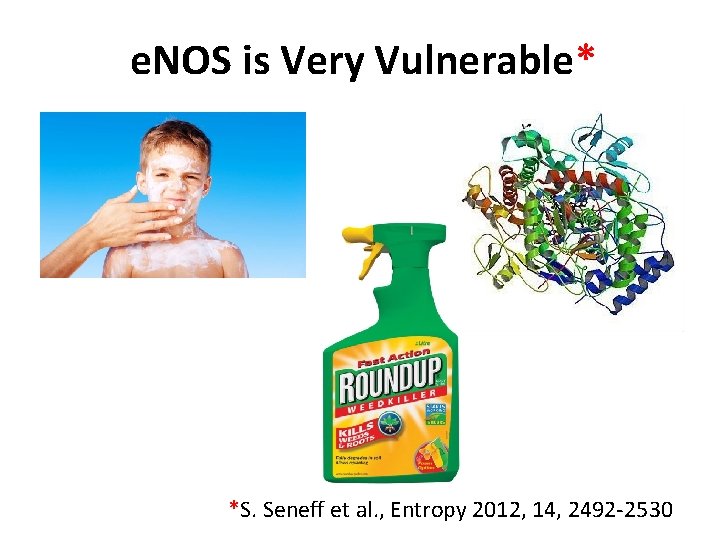 e. NOS is Very Vulnerable* *S. Seneff et al. , Entropy 2012, 14, 2492