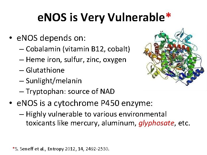 e. NOS is Very Vulnerable* • e. NOS depends on: – Cobalamin (vitamin B