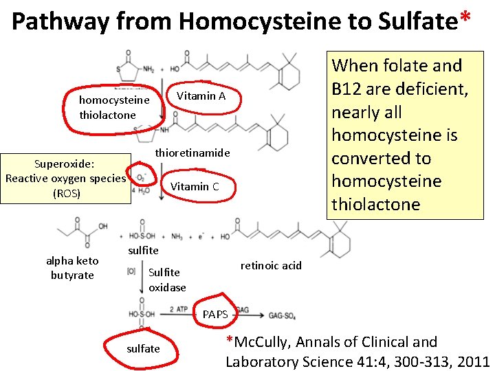 Pathway from Homocysteine to Sulfate* Vitamin A homocysteine thiolactone Superoxide: Reactive oxygen species (ROS)