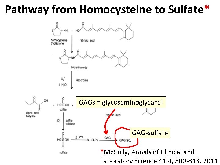 Pathway from Homocysteine to Sulfate* GAGs = glycosaminoglycans! GAG-sulfate *Mc. Cully, Annals of Clinical