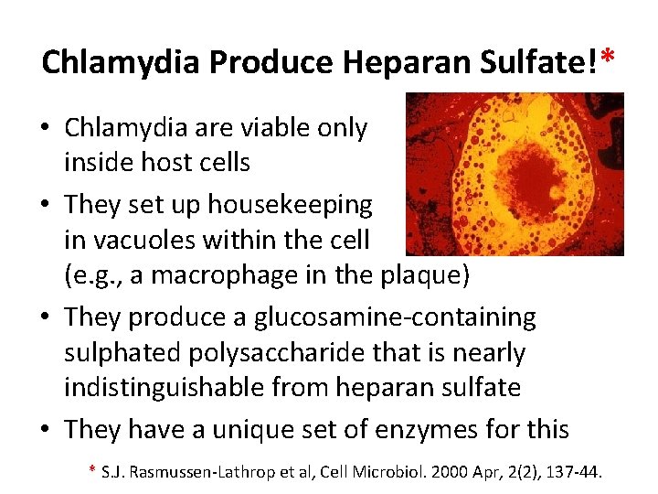 Chlamydia Produce Heparan Sulfate!* • Chlamydia are viable only inside host cells • They