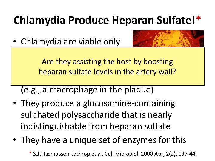 Chlamydia Produce Heparan Sulfate!* • Chlamydia are viable only inside host cells Are they