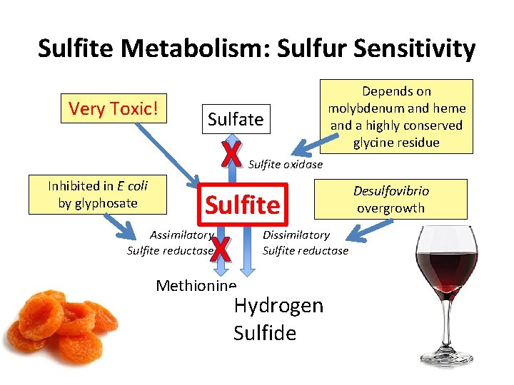 Sulfite Metabolism: Sulfur Sensitivity Very Toxic! Inhibited in E coli by glyphosate Sulfate X