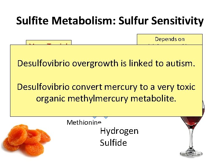 Sulfite Metabolism: Sulfur Sensitivity Very Toxic! Sulfate X Depends on molybdenum and heme and