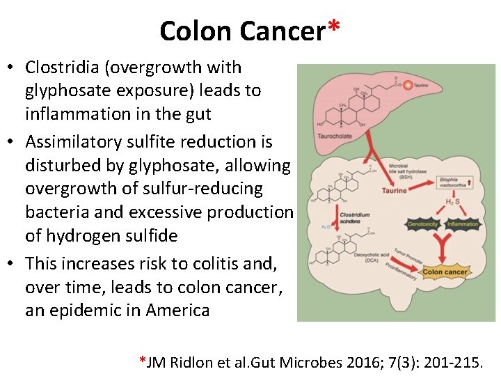 Colon Cancer* • Clostridia (overgrowth with glyphosate exposure) leads to inflammation in the gut