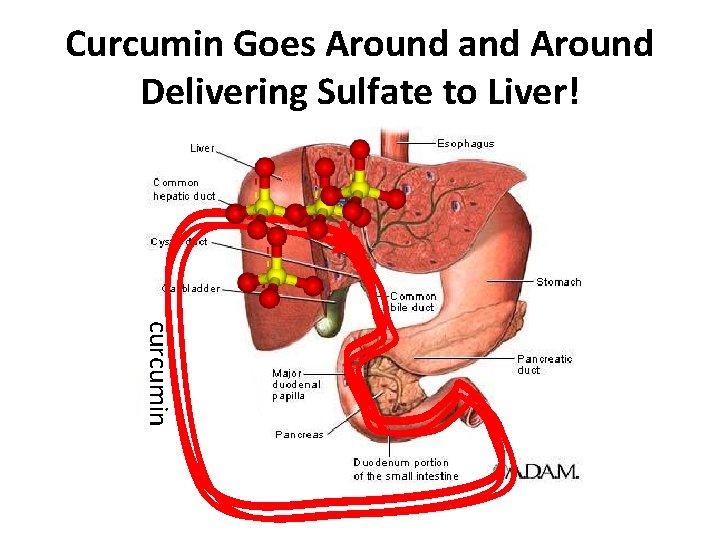 Curcumin Goes Around and Around Delivering Sulfate to Liver! curcumin 