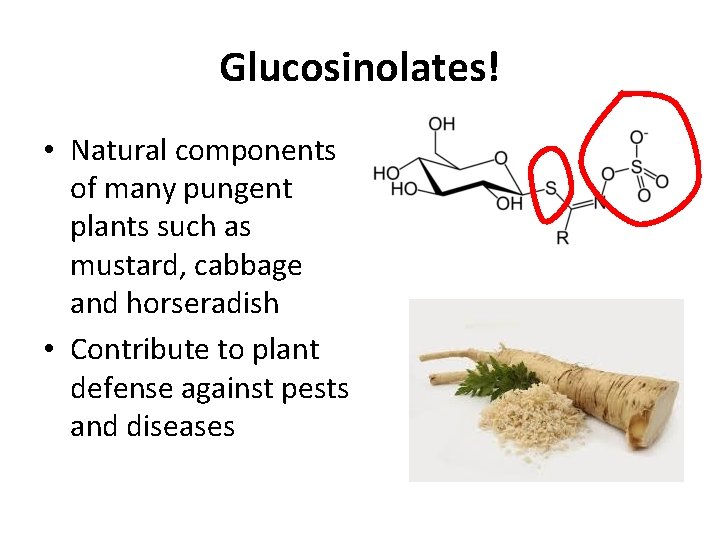 Glucosinolates! • Natural components of many pungent plants such as mustard, cabbage and horseradish