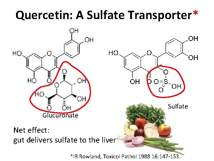 Quercetin: A Sulfate Transporter* Sulfate Glucuronate Net effect: gut delivers sulfate to the liver