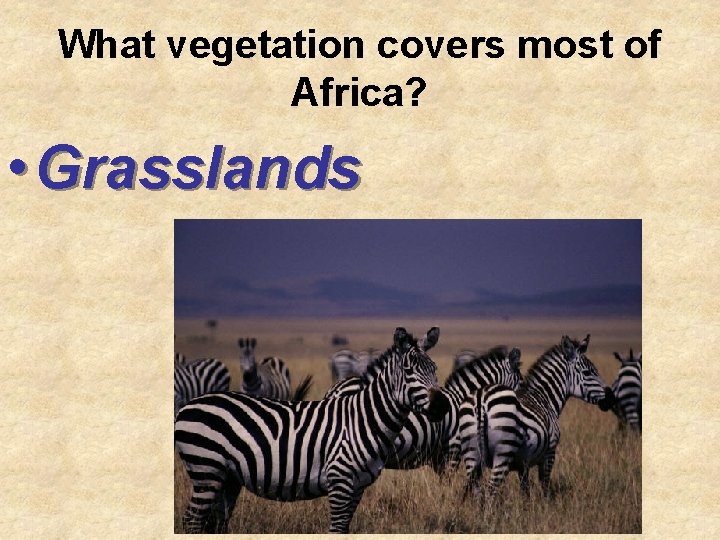 What vegetation covers most of Africa? • Grasslands 