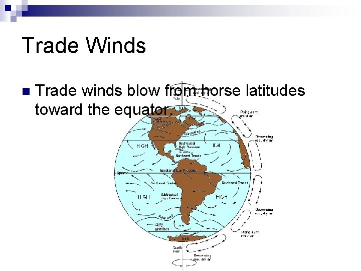 Trade Winds n Trade winds blow from horse latitudes toward the equator. 