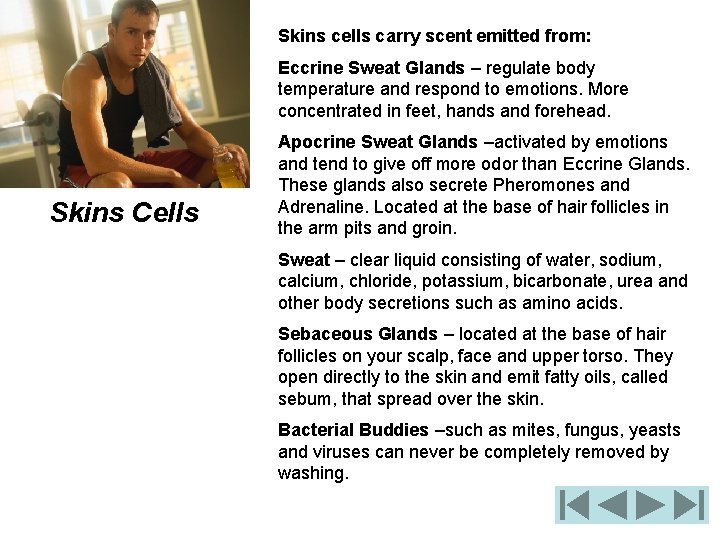 Skins cells carry scent emitted from: Eccrine Sweat Glands – regulate body temperature and