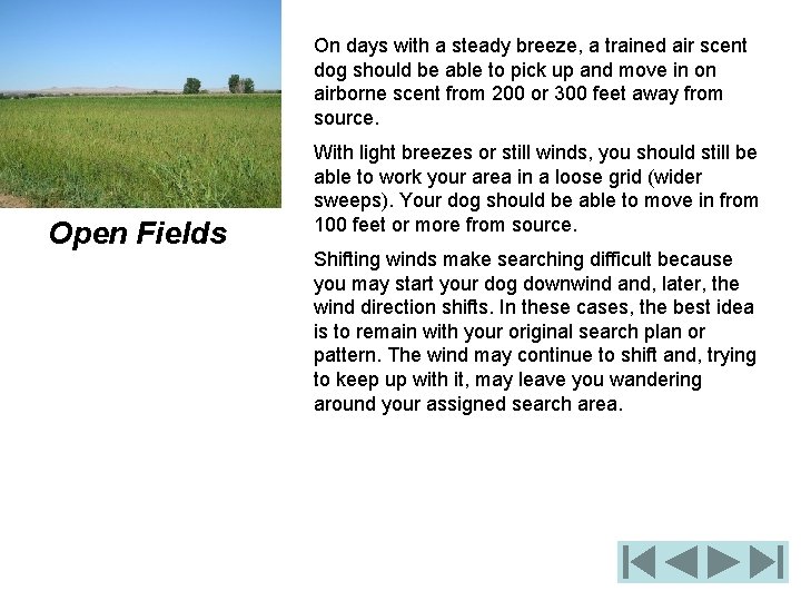 On days with a steady breeze, a trained air scent dog should be able