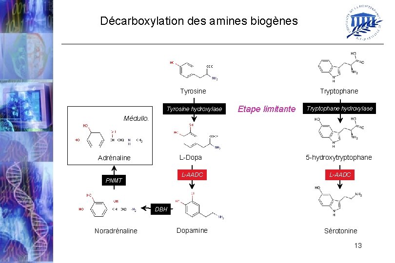 Décarboxylation des amines biogènes Tryptophane Tyrosine hydroxylase Etape limitante Tryptophane hydroxylase Médullo. Adrénaline PNMT