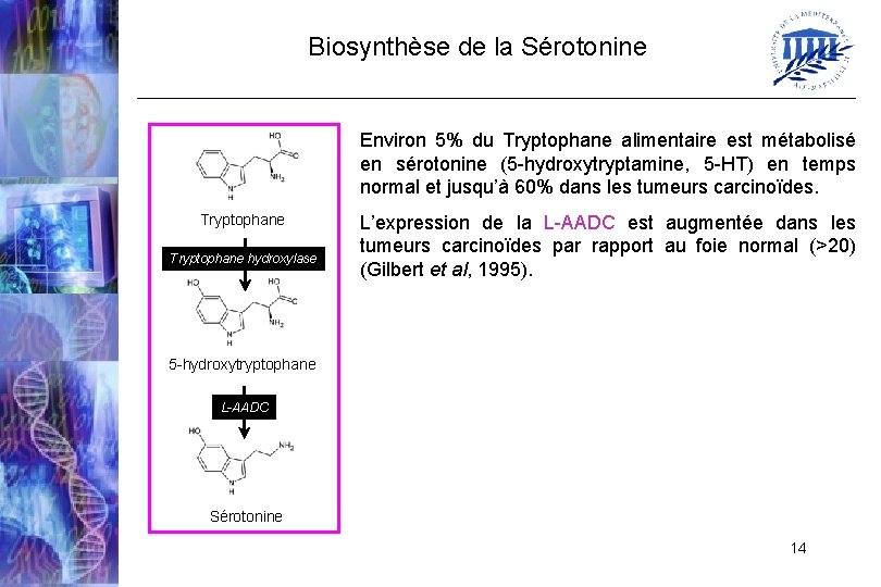 Biosynthèse de la Sérotonine Environ 5% du Tryptophane alimentaire est métabolisé en sérotonine (5