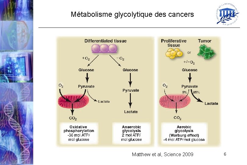 Métabolisme glycolytique des cancers Matthew et al, Science 2009 6 