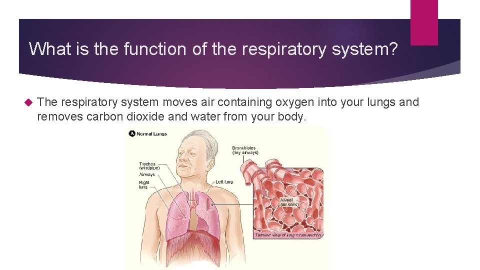 What is the function of the respiratory system? The respiratory system moves air containing