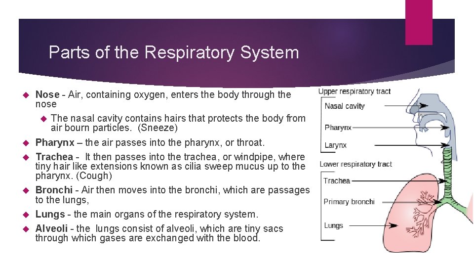 Parts of the Respiratory System Nose - Air, containing oxygen, enters the body through