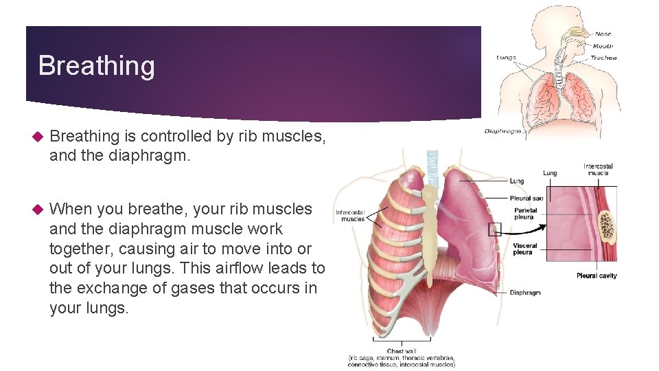 Breathing is controlled by rib muscles, and the diaphragm. When you breathe, your rib