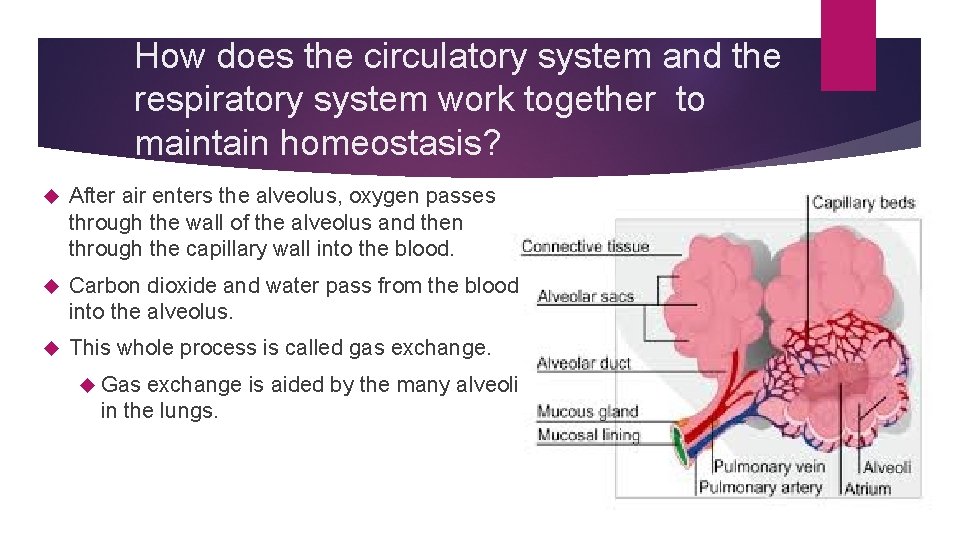 How does the circulatory system and the respiratory system work together to maintain homeostasis?