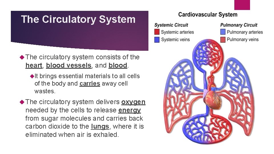 The Circulatory System The circulatory system consists of the heart, blood vessels, and blood.