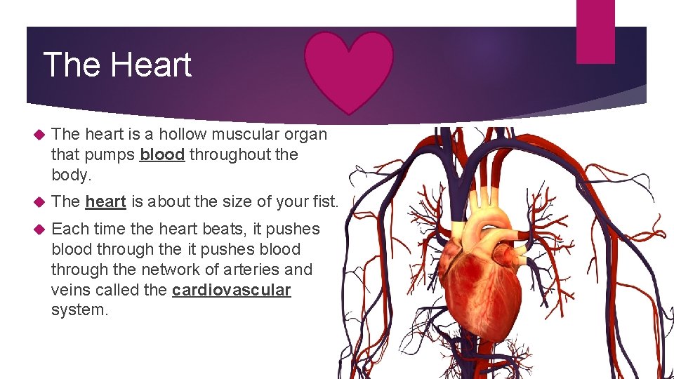 The Heart The heart is a hollow muscular organ that pumps blood throughout the