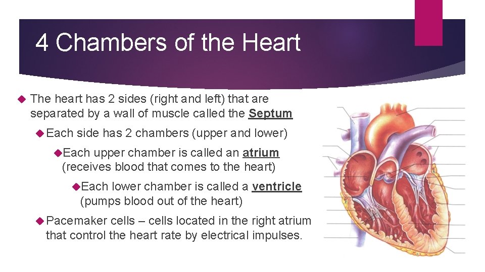 4 Chambers of the Heart The heart has 2 sides (right and left) that