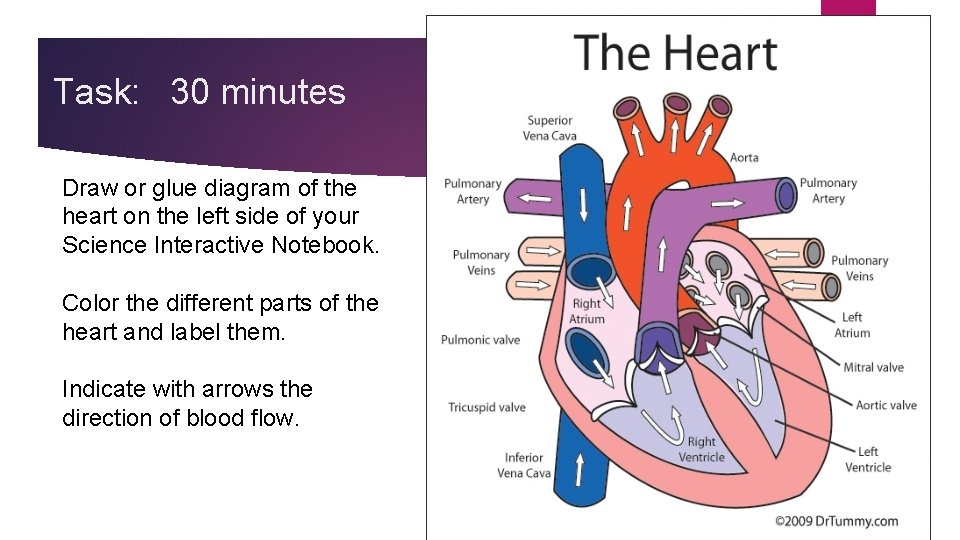 Task: 30 minutes Draw or glue diagram of the heart on the left side