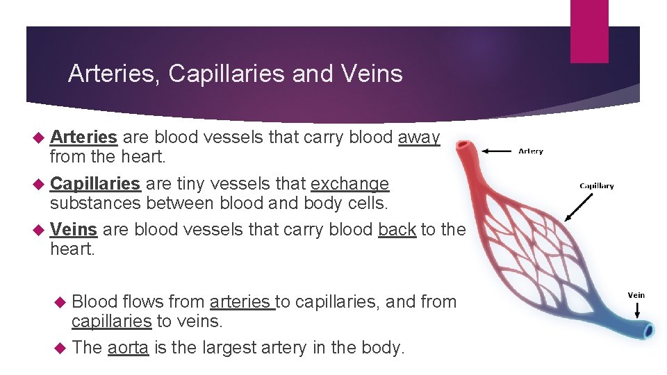 Arteries, Capillaries and Veins Arteries are blood vessels that carry blood away from the