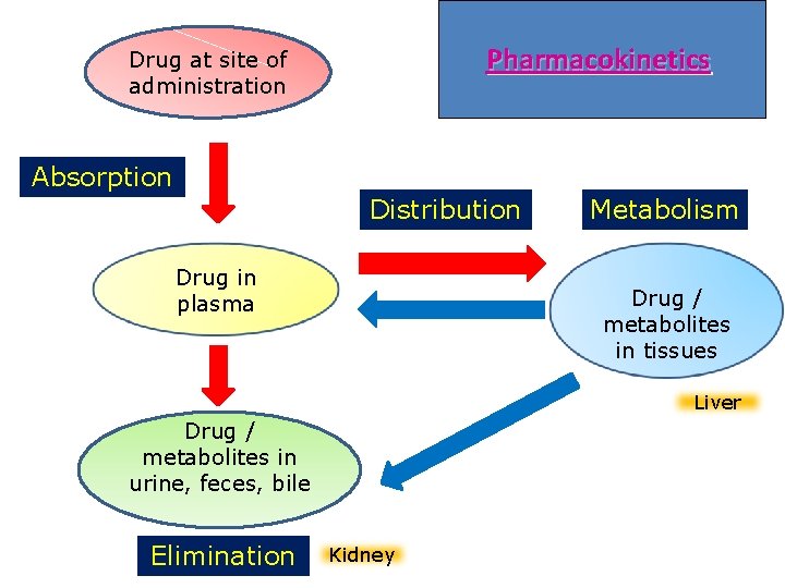 Pharmacokinetics Drug at site of administration Absorption Distribution Drug in plasma Metabolism Drug /