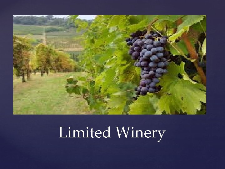 Limited Winery 