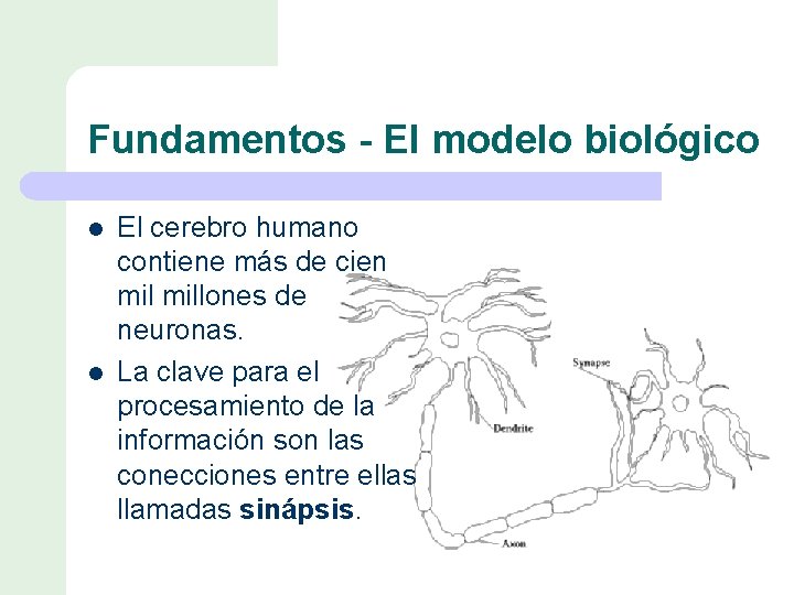 Fundamentos - El modelo biológico l l El cerebro humano contiene más de cien