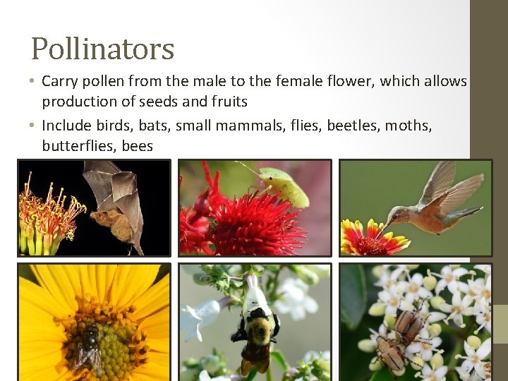 Pollinators • Carry pollen from the male to the female flower, which allows production