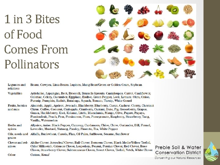 1 in 3 Bites of Food Comes From Pollinators 