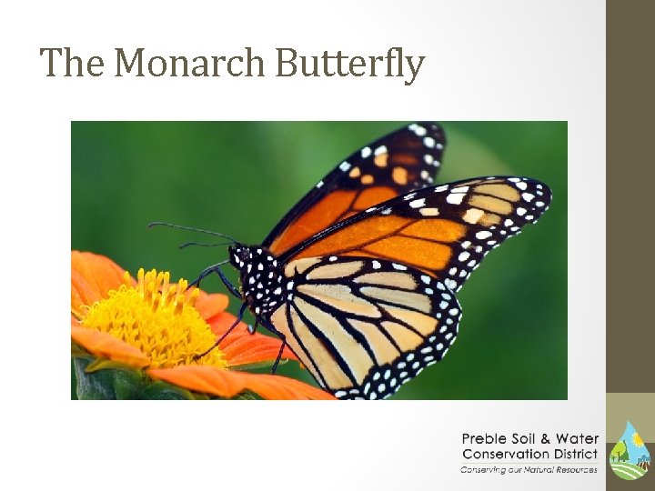 The Monarch Butterfly 
