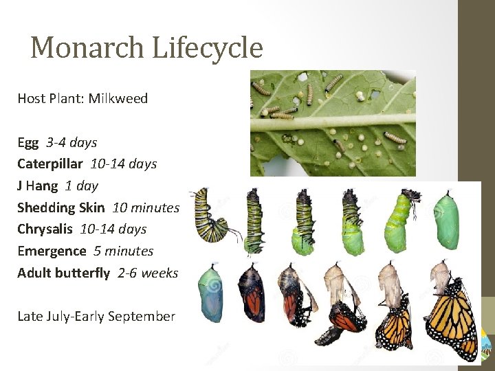 Monarch Lifecycle Host Plant: Milkweed Egg 3 -4 days Caterpillar 10 -14 days J