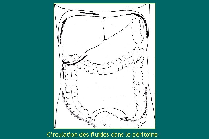Circulation des fluides dans le péritoine 