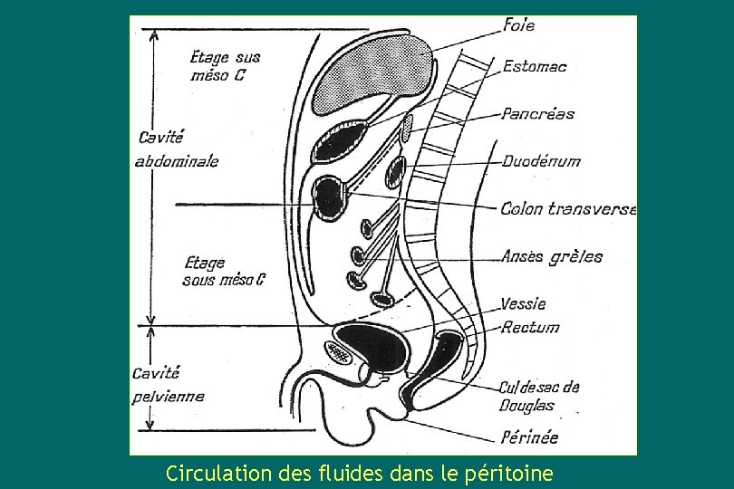 Circulation des fluides dans le péritoine 
