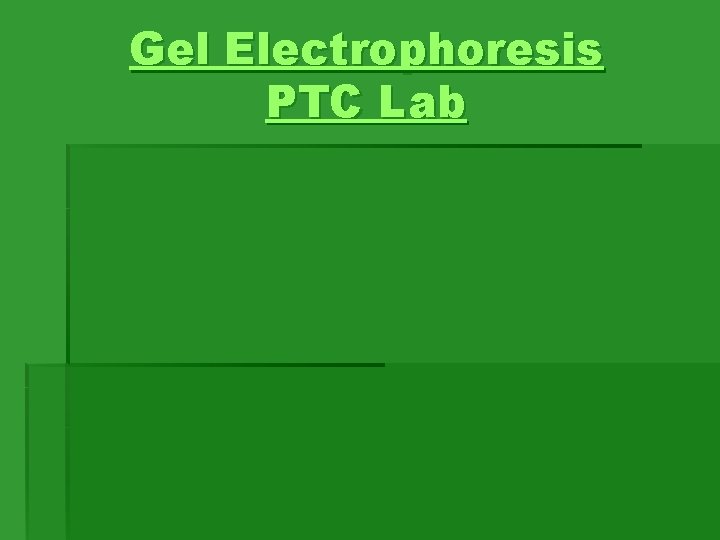 Gel Electrophoresis PTC Lab Gel Electrophoresis PTC Lab