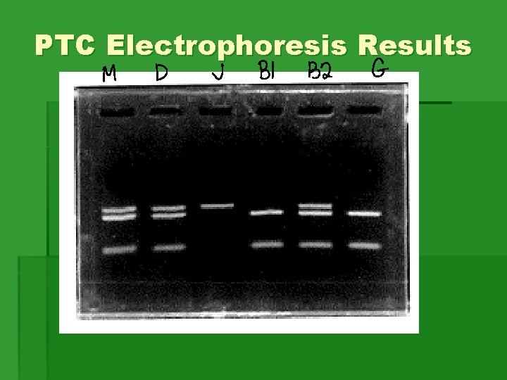 PTC Electrophoresis Results PTC Electrophoresis Results