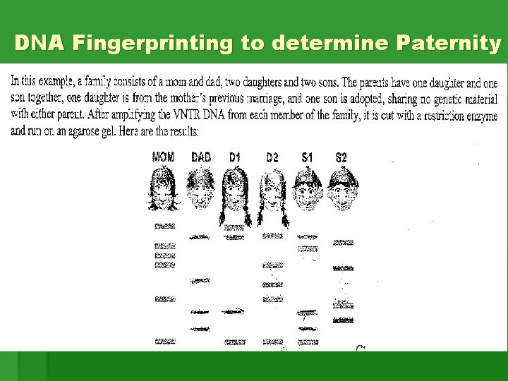 DNA Fingerprinting to determine Paternity DNA Fingerprinting to determine Paternity