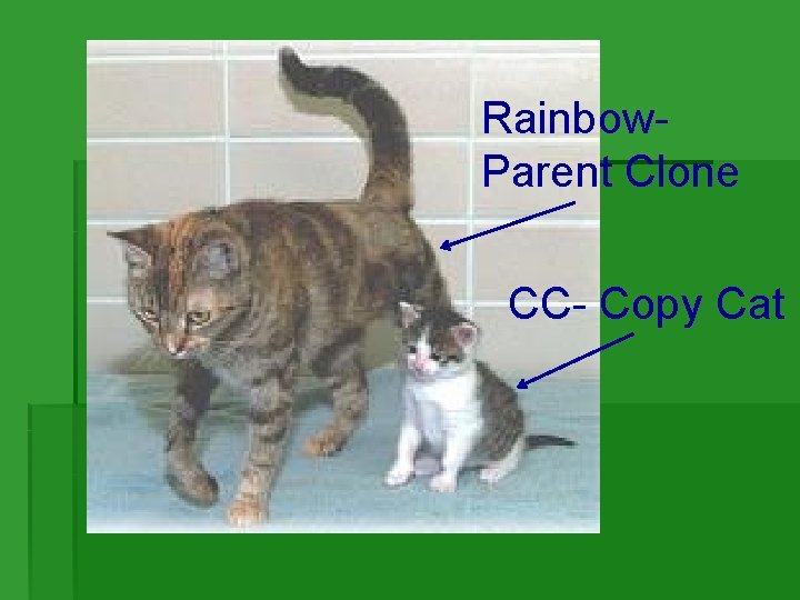 Rainbow. Parent Clone CC- Copy Cat Rainbow. Parent Clone CC- Copy Cat