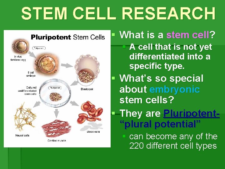 STEM CELL RESEARCH § What is a stem cell? § A cell that is STEM CELL RESEARCH § What is a stem cell? § A cell that is