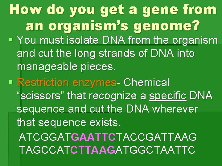 How do you get a gene from an organism’s genome? § You must isolate How do you get a gene from an organism’s genome? § You must isolate
